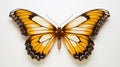 Tropical elegant butterfly with colorful wings and antennae isolated on white background. Pretty flying moth top view. Gorgeous