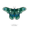 Tropical elegant butterfly with colorful wings and antennae isolated on white background. Royalty Free Stock Photo