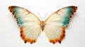 Tropical elegant butterfly with colorful wings and antennae isolated on white background. Pretty flying moth top view Royalty Free Stock Photo