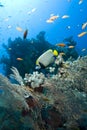 Tropical Emperor angelfish.