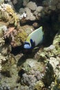 Tropical Emperor angelfish. Royalty Free Stock Photo