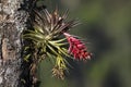 Tropical epiphyte with red blossom, Itatiaia, Atlantic Forest, Brazil