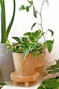 Tropical `Epipremnum Aureaum` golden Pothos house plant in wooden flower pot surrounded by various other house plants