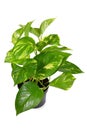 Tropical `Epipremnum Aureum Golen Pothos` house plant in flower pot on white background Royalty Free Stock Photo