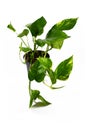 Tropical `Epipremnum Aureum Golen Pothos` house plant in flower pot isolated on white background Royalty Free Stock Photo