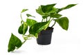 Tropical `Epipremnum Aureum Golen Pothos` house plant in flower pot isolated on white background Royalty Free Stock Photo