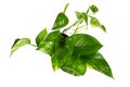 Tropical `Epipremnum Aureum Golen Pothos` house plant in flower pot isolated on white background Royalty Free Stock Photo