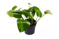 Tropical `Epipremnum Aureum Golen Pothos` house plant in flower pot isolated on white background Royalty Free Stock Photo