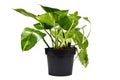 Tropical `Epipremnum Aureum Golen Pothos` house plant in flower pot on white background