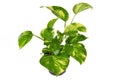 Tropical `Epipremnum Aureum Golen Pothos` house plant in flower pot on white background Royalty Free Stock Photo