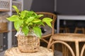 Tropical `Epipremnum Aureum Lemon Lime` houseplant with neon green leaves