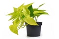 Tropical `Epipremnum Aureum Lemon Lime` house plant in flower pot on white background