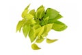 Tropical `Epipremnum Aureum Lemon Lime` houseplant with neon green leaves on white background Royalty Free Stock Photo