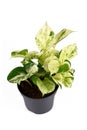 Tropical `Epipremnum Aureum Manjula` pothos houseplant in flower pot on white background
