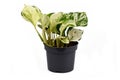 Tropical `Epipremnum Aureum Manjula` pothos houseplant in flower pot on white background