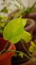 Tropical `Epipremnum Aureum Marble Queen` pothos house plant or indian money plant with green leaves with white variegation in Royalty Free Stock Photo