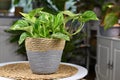 Tropical `Epipremnum Aureum Marble Queen` pothos house plant with white variegation in natural basket flower pot