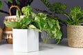 Tropical `Epipremnum Aureum Marble Queen` pothos houseplant with white variegation in flower pot