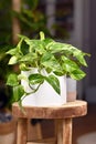 Tropical `Epipremnum Aureum Marble Queen` pothos houseplant with white variegation in flower pot