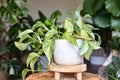 Tropical \'Epipremnum Aureum Marble Queen\' pothos houseplant with white variegation in flower pot Royalty Free Stock Photo