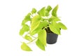 Tropical `Epipremnum Aureum Neon` houseplant in flower pot on white background Royalty Free Stock Photo