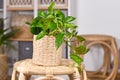 Tropical `Epipremnum Global Green` houseplant in flower pot on table