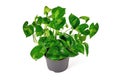 Tropical \'Epipremnum Global Green\' houseplant
