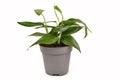 Tropical `Epipremnum Pinnatum` houseplant with narrow leaves in flower pot on white background