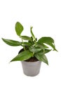 Tropical `Epipremnum Pinnatum` houseplant with narrow leaves in flower pot on white background