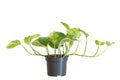 Tropical epipremnum plant in pot on white background