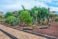 Tropical euphorbia, cacti, dragon trees and other succulents grow in a flowerbed Royalty Free Stock Photo