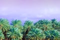 Grove of the palm trees against the sunset sky Royalty Free Stock Photo