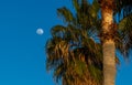 Tropical evening. Moon and palm tree