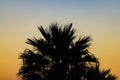 Silhouette palm tree at sunset, Agadir, Morocco Royalty Free Stock Photo