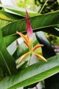 Heliconia Psittacorum ( ParrotÃ¢â¬â¢s Plantain )