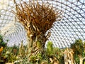 Tropical Exhibition Greenhouse plants Royalty Free Stock Photo