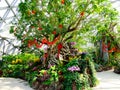 Tropical Exhibition Greenhouse plants Royalty Free Stock Photo