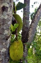 Tropical exotic african fruit juicy and fresh. Green bread fruit