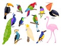 Tropical exotic birds. Bright color parrots, polynesian fauna, pink flamingo, toucan and peacock sitting on branch