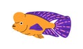 Tropical exotic fish, flowerhorn cichlids. Funny marine sea water animal with hump on head. Ocean underwater fauna