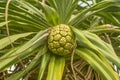 Screw pine pandanus tectorius closeup Royalty Free Stock Photo