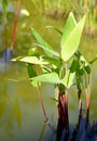 Tropical exotic heliconia plant.