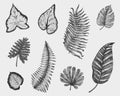 Tropical or exotic leaves, leaf of different vintage looking plants. monstera and fern, palm with banana botany set Royalty Free Stock Photo