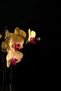 Tropical exotic Orchid with pink and yellow Moth Phalaenopsis flowers in a pot Royalty Free Stock Photo