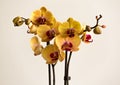 Tropical exotic Orchid with pink and yellow Moth Phalaenopsis flowers in a pot Royalty Free Stock Photo