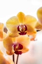 Tropical exotic Orchid with pink and yellow Moth Phalaenopsis flowers in a pot Royalty Free Stock Photo
