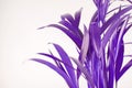 Tropical exotic palm leaves in ultra violet