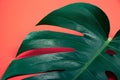 Tropical exotic plant green monstera leaf on coral red background. Royalty Free Stock Photo