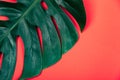 Tropical exotic plant green monstera leaf on coral red background. Royalty Free Stock Photo