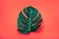 Tropical exotic plant green monstera leaf on coral red background. Royalty Free Stock Photo